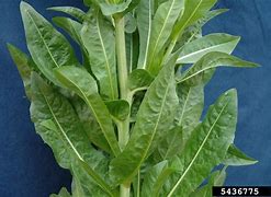 Image result for High Guardian Spice Chicory
