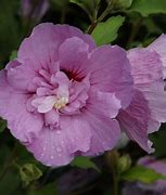 Image result for Hibiscus syriacus Summer Ruffle