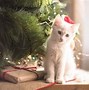 Image result for Funny Cats Christmas Present