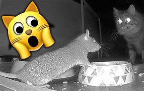 Image result for Let the Bat Eats the Cat