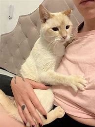 Image result for Stage 5 Clingers Cat