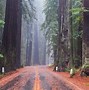Image result for Humboldt Redwoods