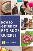 Image result for What Can Kill Bed Bugs