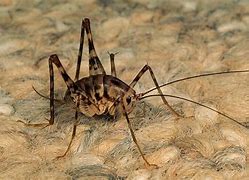 Image result for Pennsylvania Cave Cricket