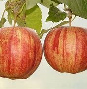 Image result for Apfel