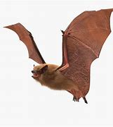 Image result for Realistic Bat