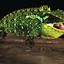 Image result for Dragon Lizard Types
