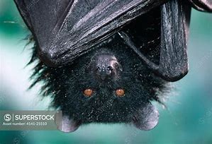 Image result for Livingstone Fruit Bat