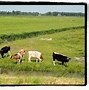 Image result for Welcome Cow Meme