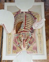 Image result for Vintage Anatomy Painting