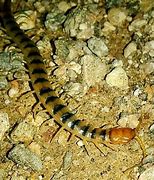 Image result for Centipede