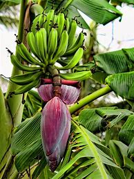 Image result for flowering banana tree