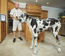 Image result for Biggest Dog Ever
