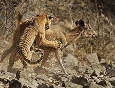 Image result for Tiger Hunting Sambar Deer