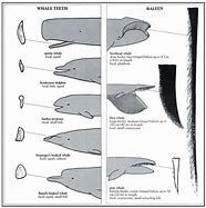 Image result for Baleen Whale Chart