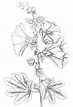 Image result for Coquillage Drawing