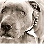 Image result for American Blue Nose Pitbull