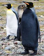 Image result for Black King Penguin
