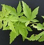 Image result for Acer Palmatum Akane