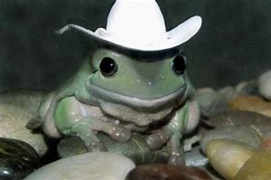 Image result for Frog with Hat Meme