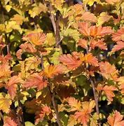 Image result for Physocarpus opulifolius Amber Jubilee