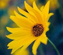 Image result for Pastel Yellow Flower Backgrounds