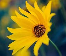 Image result for Yellow Flower Background Wallpaper