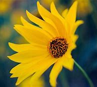 Image result for Yellow Flower iPhone 6