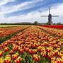 Image result for Tulip Fields Washington State