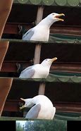 Image result for Shut Seagull Meme