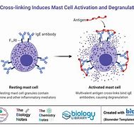 Image result for Cells at Work Mast Cell