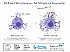 degranulation 的图像结果