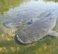 Image result for Images of Large Cat Fish Swimming