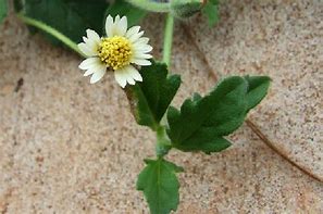 Image result for Medicinal Weeds and Plants