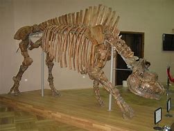 Image result for Elasmotherium Skeleton