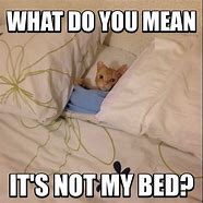 Image result for Cat Hogging Bed Meme