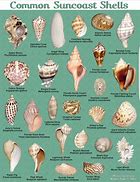 Image result for Differents Coquillage