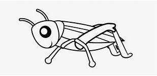 Image result for Cricket Insect Black and White