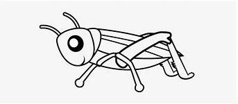 Image result for Cricket Insect Black and White