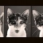 Image result for Funny Cat Art Wallpaper