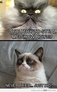 Image result for Stealing Cat Meme