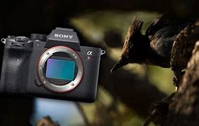 Image result for Best Sony Camera for Wildlife Photography