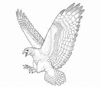 Image result for Hawk Drawing Outline