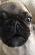 Image result for Pug Puppy Talking