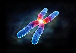 Image result for cromosoma