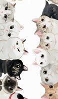 Image result for Crazy Cat Lady Background