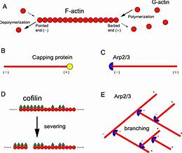 Image result for actin�trafo