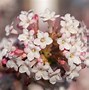 Image result for Shrubs with Small Pink Flowers