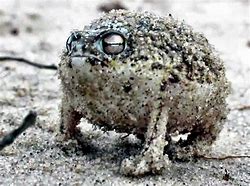 Image result for Desert Rain Frog Cute