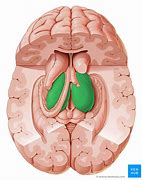 Image result for Thalamus Arterial Supply